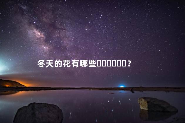 冬天的花有哪些？